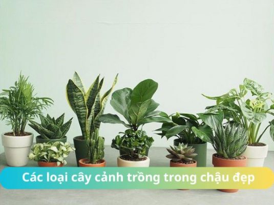 cac loai cay canh trong trong chau