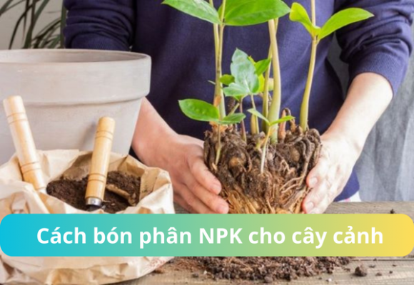 cach bon phan npk cho cay canh