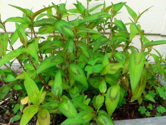 Cách trồng rau răm trong chậu và chăm sóc tại nhà