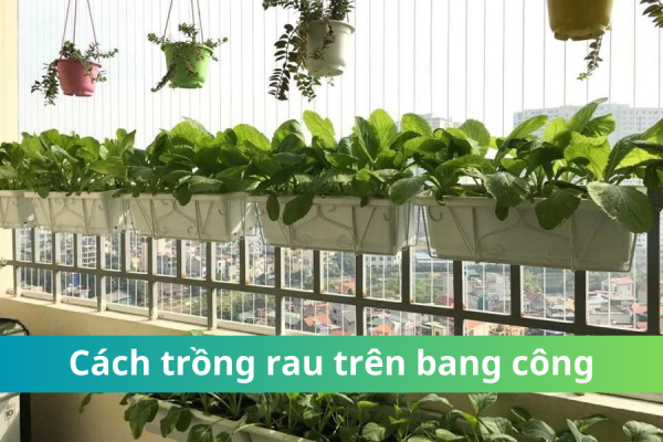 cach trong rau tren bang cong