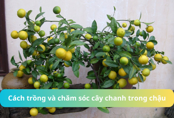 cach trong cay chanh trong chau