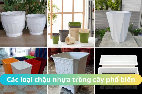 cac loai chau nhua trong cay pho bien