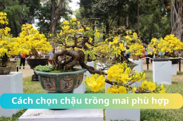 cach chon chau trong mai