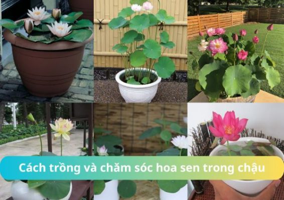 cach trong va cham soc hoa sen trong chau