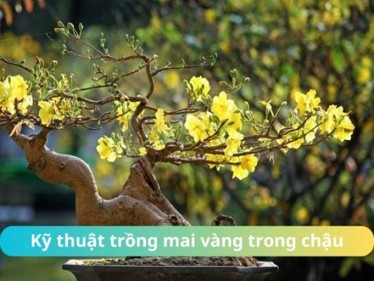 ky thuat trong mai vang trong chau